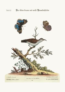A pequena trepadeira marrom e branca, 1749-73